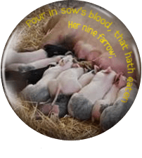pigs