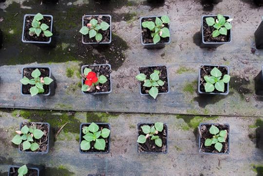 A grid of small flowerpots with one pot boasting a bright red flower