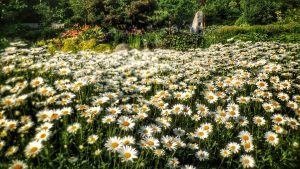 botanical garden 2