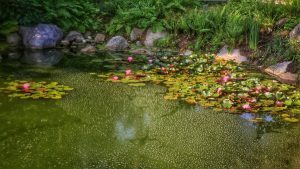 botanical garden 3