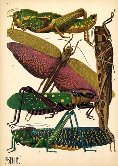insects