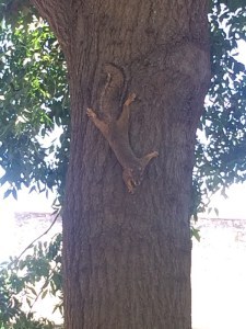Squirrel