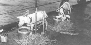 Test animals
