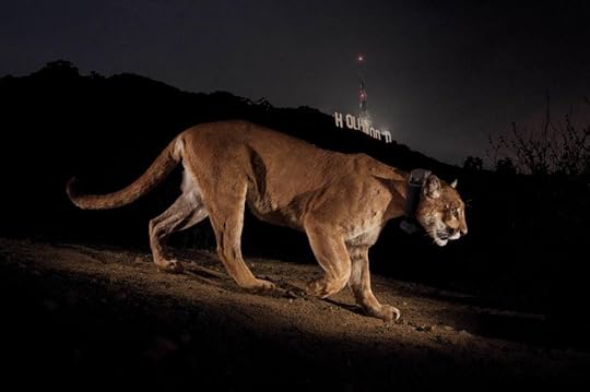 The ghost of Griffith Park (Photo: Steve Winter/National Geographic)