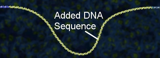DNA with a new sequence that has been added as a result of CRISPR-Cas9's action. (taken from the video posted at the end of this article)