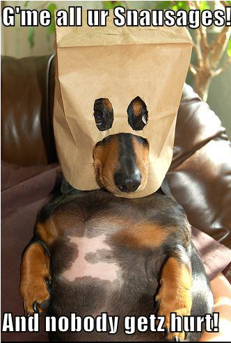 204 Dog
