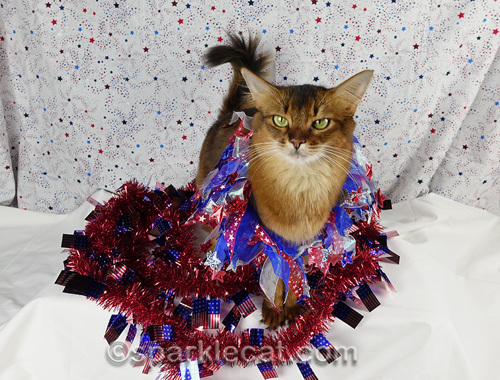 somali cat on fourth of July photo set