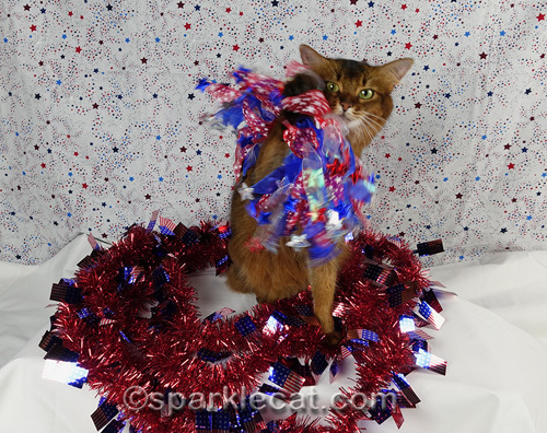 somali cat messing with festive independence day dog collar