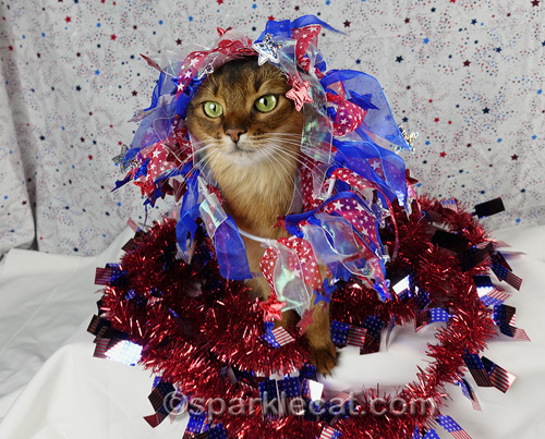 somali cat wearing independence day dog collar on her head