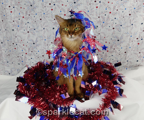 somali cat trying to wear fourth of July dog collar that's too big for her