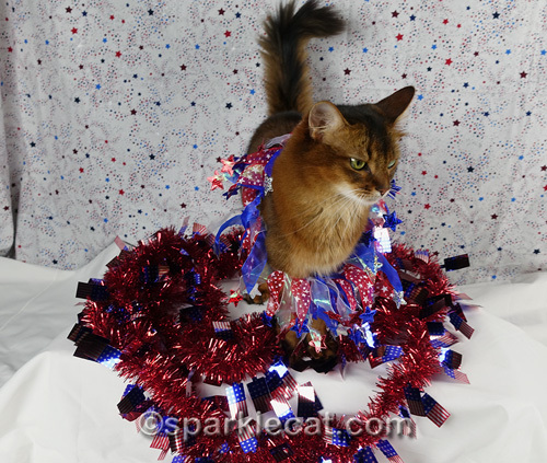 somali cat with oversized fourth of july neckwear