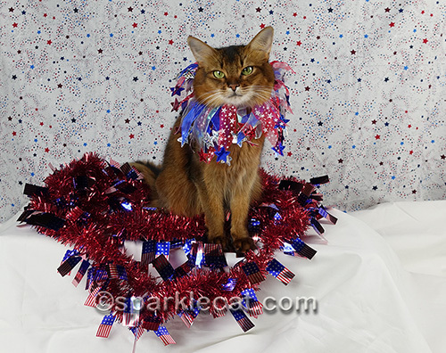 somali cat wearing a festive fourth of july clown collar