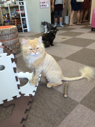 cat cafe lion cut