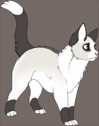 Felicity is a smaller-than-average she-cat with a very long tail, rounded face and large pricked ears. She's small, but not so much to seem kit-like or ...