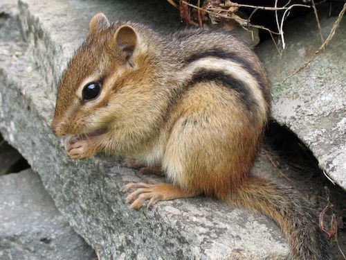 800px-Tamias_striatus2.jpg