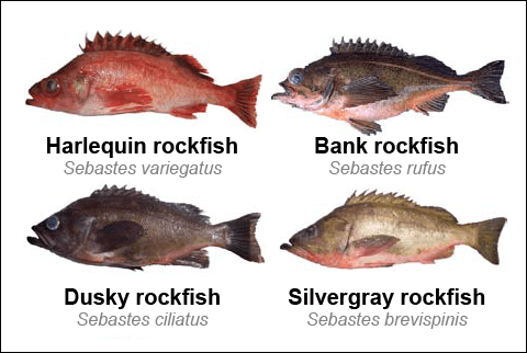 Photo: Rockfish: Many distinct fish reduced to a single name