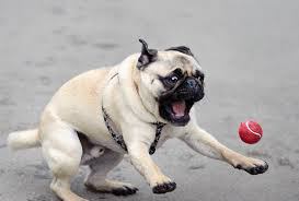 pug1