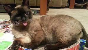 Again, not my cat, but an incredible approximation, except Waffles had two red-cast eyes.