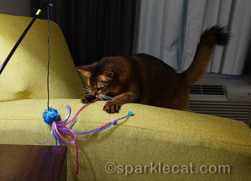 somali cat playing with her new favorite toy