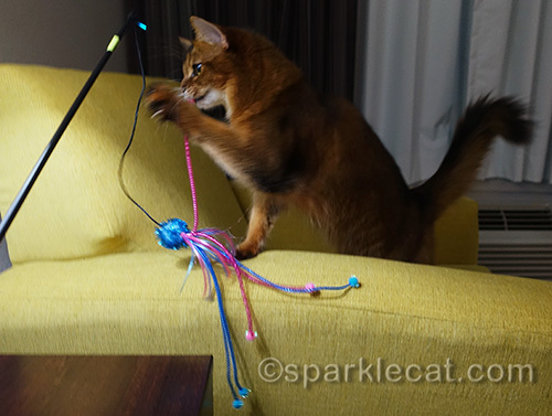 another photo of somali cat playing with her new favorite toy