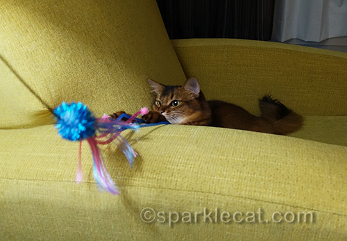 somali cat stalking her toy