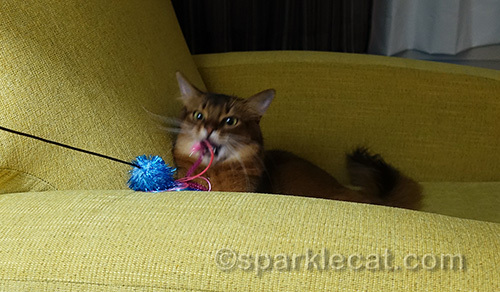somali cat going after her toy