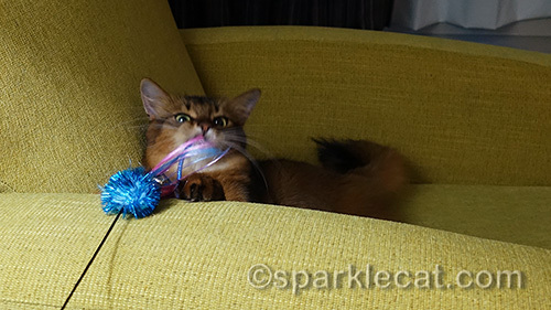 somali cat catching her new toy