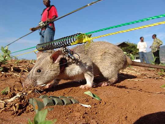 mine-sniffing rats
