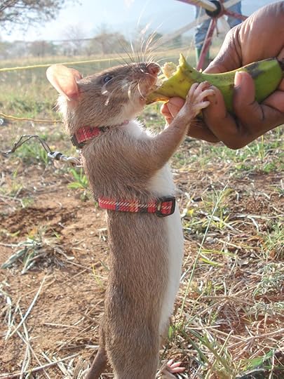 mine-sniffing rats