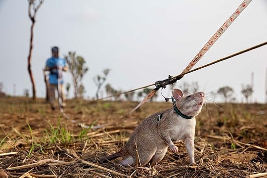 mine-sniffing rats