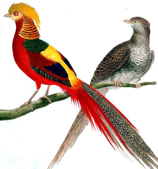 Animal-Bird-Martinet-Le-Faisan-Hupe-de-Chine-Pheasant1