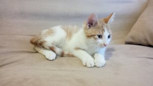 Walden 1 day after joining our family