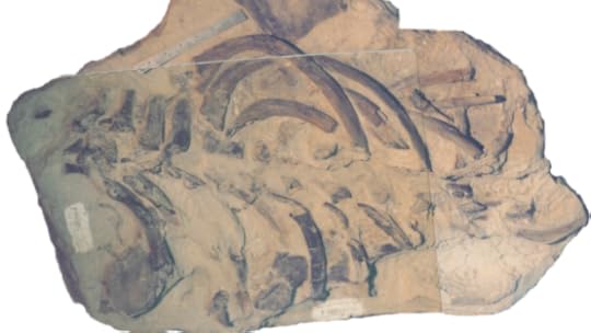 The position of bones in the rock before they were extracted.