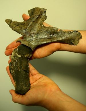 One of the fossils found in the grey rock, decades after it was retrieved from a Victorian beach.