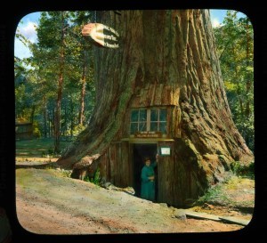 tree house