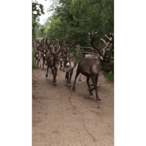 Reindeer video