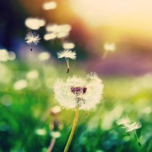 heaven-20160426121713.jpg~q75,dx720y432u1r1gg,c--