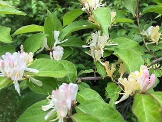 IMG_2752_opt