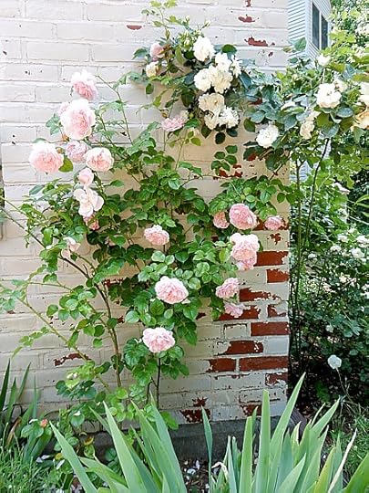 Climbing roses