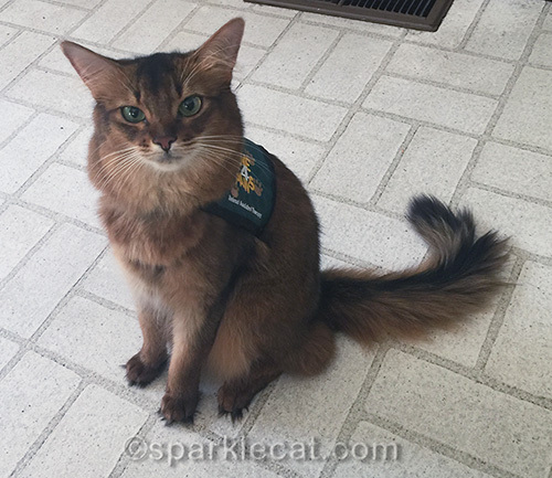 somali cat in therapy cat vest