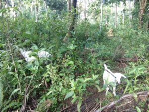 How to make coconut oil - Scenery Three - survive travel