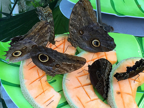 butterflies
