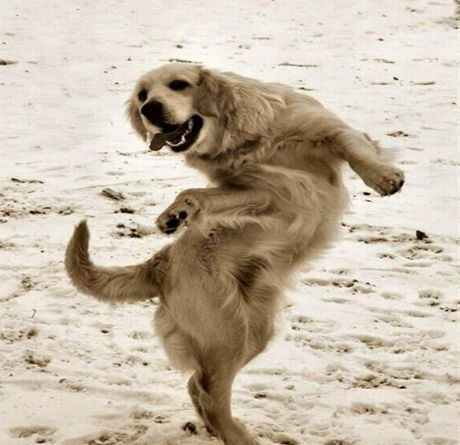 dancing-dog
