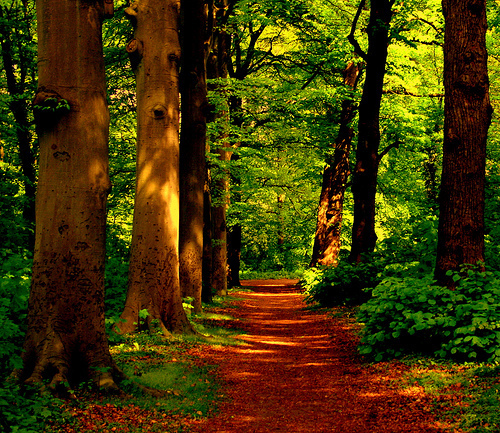 Path5