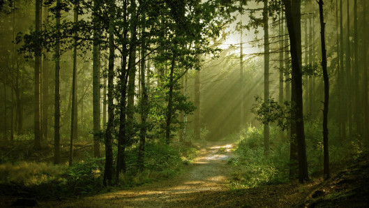 Path3
