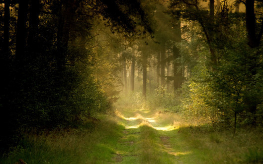Path4