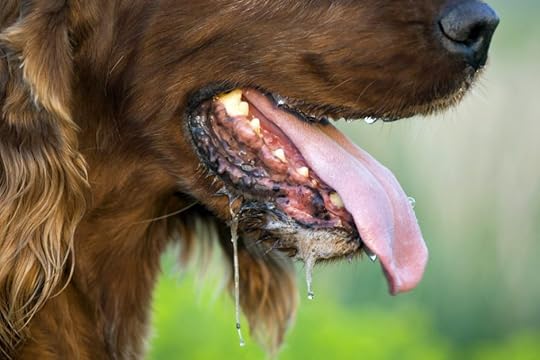 dog drool
