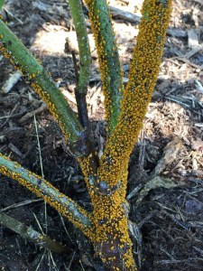 aphids on milkweed