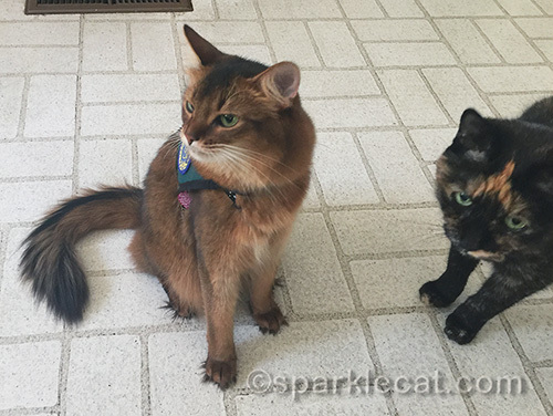 somali cat bummed that tortoiseshell cat showed up