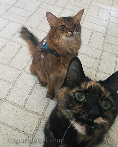 tortoiseshell cat demanding treats even though somali cat earned them